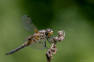 SDIM9890.jpg SDIM9890.jpg