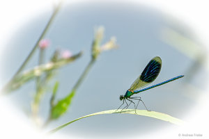 SDIM0062-2.jpg SDIM0062-2.jpg