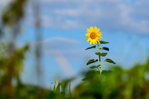 ExLR DSC_4409-2.jpg ExLR DSC_4409-2.jpg