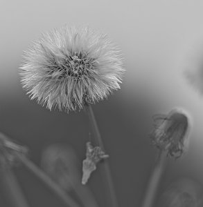 Forum SDIM0858 SD14 + Viv 2,8 135mm CF bw (c) PPf.jpg