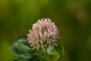 Forum SDIM0862 SD14 + Viv 2,8 135mm CF (c) PPf.jpg