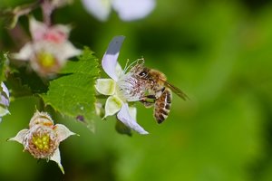Forum SDIM0873 SD14 + Viv 2,8 135mm CF (c) PPf.jpg