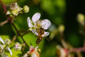 Forum SDIM0879 SD14 + Viv 2,8 135mm CF (c) PPf.jpg