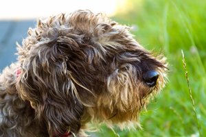 Oscar und Grashalm.jpg