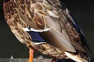 SDIM0655crop.jpg SDIM0655crop.jpg