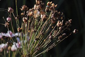 SDIM0667crop.jpg SDIM0667crop.jpg