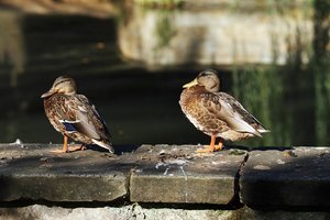 HD_SDIM0655_mini.jpg HD_SDIM0655_mini.jpg