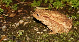 DSC09911 cr©PPf.jpg