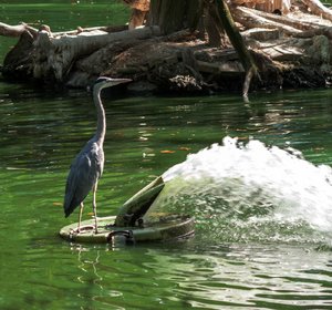 comp_CRW_3136.jpg comp_CRW_3136.jpg