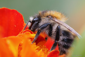 2016-09-04 15-51-11 (A,Radius8,Smoothing4).jpg