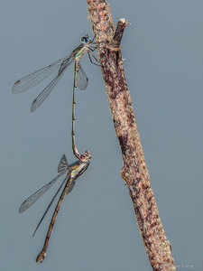 OMD07642.jpg OMD07642.jpg