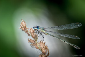 OMD07667-2.jpg OMD07667-2.jpg