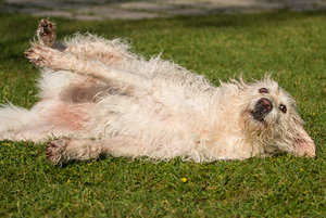 2016 09 08_4301_bearbeitet-2.jpg