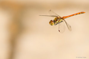 DSC05771-3.jpg DSC05771-3.jpg