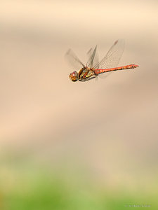 OMD18320-3.jpg OMD18320-3.jpg