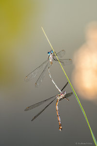 DSC00401-2.jpg DSC00401-2.jpg