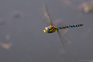 DSC00515.jpg DSC00515.jpg