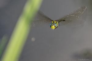 DSC00524.jpg DSC00524.jpg