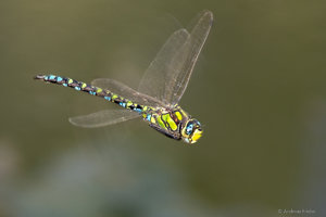 DSC00530.jpg DSC00530.jpg