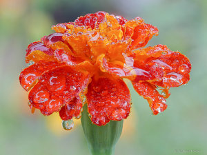 2016-09-18 13-47-36 (B,Radius8,Smoothing4)80.jpg