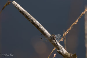 DM9A2222.jpg DM9A2222.jpg