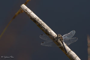 DM9A2218.jpg DM9A2218.jpg