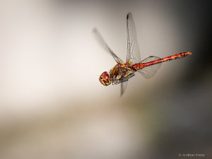 P1080315.jpg P1080315.jpg