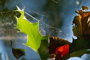 SDIM1292 SD14 + Viv 2,8 135mmCF©PPf.jpg