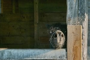 SDIM1300 SD14 + Sigma 24-135mm_ji_1©PPf.jpg