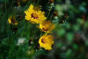 Forum DSC00072 Nex 5r + CZJ Pancolar Zebra 1,8 50mm©PPf.jpg