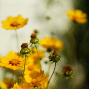 Forum DSC00074 Nex 5r + CZJ Pancolar Zebra 1,8 50mm_cr_1©PPf.jpg