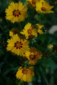 Forum DSC00077 Nex 5r + CZJ Pancolar Zebra 1,8 50mm©PPf.jpg