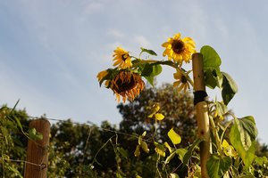 Forum DSC00083 Nex 5r + CZJ Pancolar Zebra 1,8 50mm©PPf.jpg