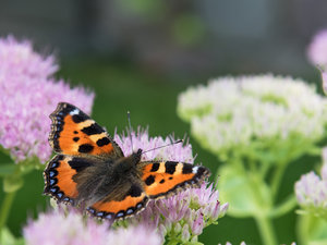 Fotoforum-2.jpg Fotoforum-2.jpg