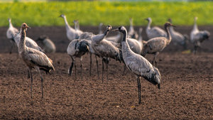 _MG_8779-Bearbeitet.jpg _MG_8779-Bearbeitet.jpg