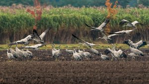 _MG_8991-Bearbeitet.jpg _MG_8991-Bearbeitet.jpg