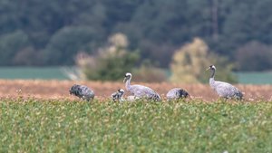 _MG_8114-Bearbeitet.jpg _MG_8114-Bearbeitet.jpg