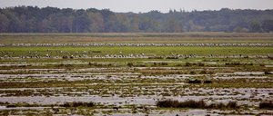 KranSchlafplatz.jpg KranSchlafplatz.jpg