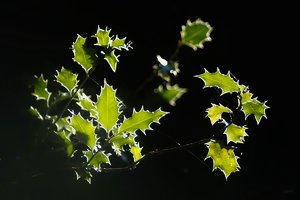 Forum SDIM1410 SD14 + Viv 2,8 135mm CF©PPf.jpg