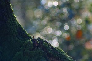 Forum SDIM1414 SD14 + Viv 2,8 135mm CF©PPf.jpg