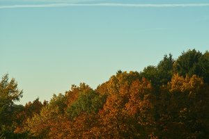 Forum SDIM1405 SD14 + Soligor 2,0 135mm©PPf.jpg