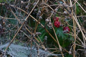 Forum DSC00288cr Nex5r + Sony 16-50©PPf.jpg