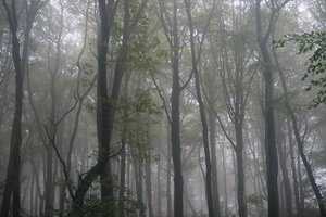 Forum DSC00292 Nex5r + Sony 16-50©PPf.jpg