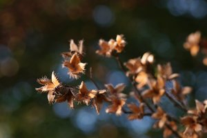 Forum DSC00254 Nex 5r + Jupiter 37A 3,5 135mm©PPf.jpg