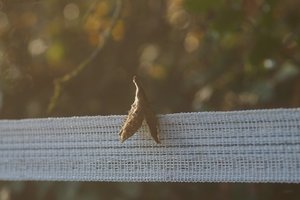 Forum DSC00259 Nex 5r + Elicar 2,5 90mm©PPf.jpg