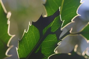 Forum DSC00268lum Nex 5r + Elicar 2,5 90mm©PPf.jpg