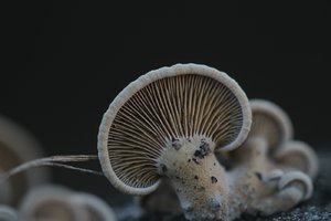 comp_IMG_7166.jpg comp_IMG_7166.jpg