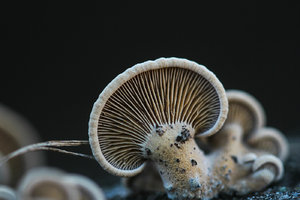 comp_IMG_7166_1400.jpg comp_IMG_7166_1400.jpg