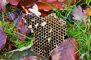 comp_Waben (3)Moorwarfen.jpg