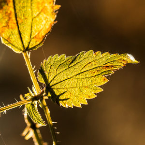 2016 11 29_5431_bearbeitet-1.jpg